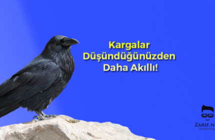 Kargalar Düşündüğünüzden Daha Akıllı