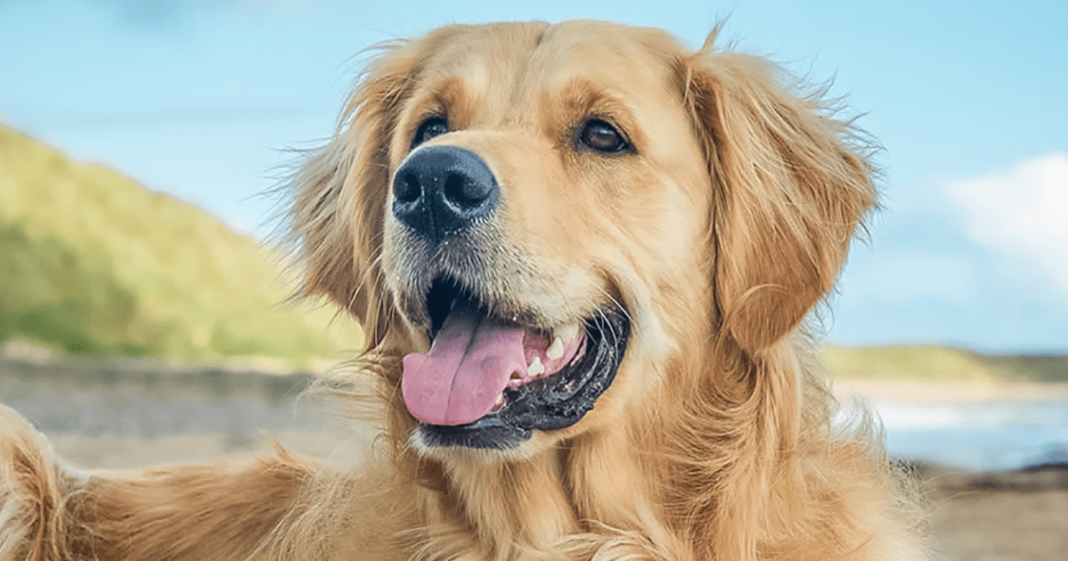En Arkadaş Canlısı ve Aile Dostu Köpek Cinsleri Yeni Nesil Zarif