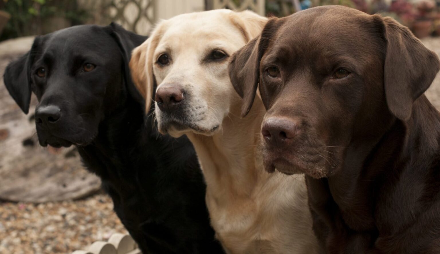 ısırmayan köpekler