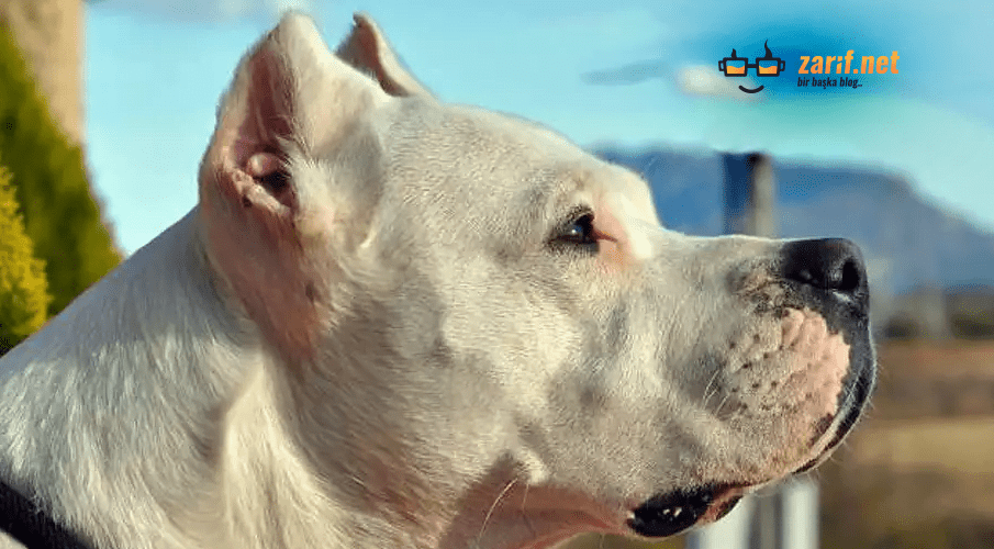Dogo Argentino Türü Köpekler Hakkında Bilgiler Yeni Nesil Zarif