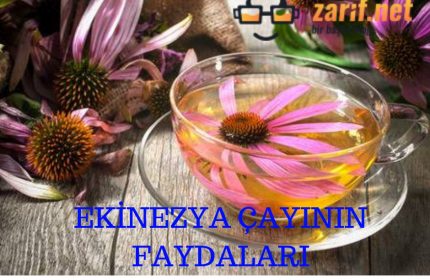 Ekinezya Çayının Faydaları Nelerdir?