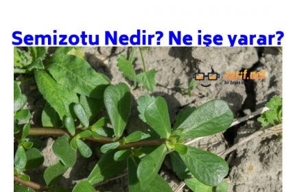 Semizotu faydaları nelerdir?