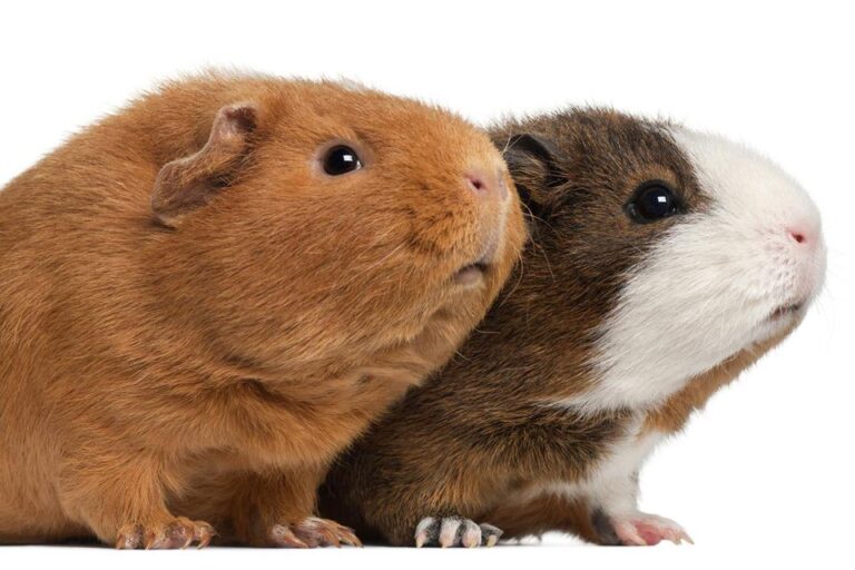 Hamster ve Ginepig Benzerlikleri Nelerdir?