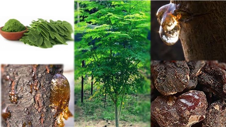 Reçine Nedir? Reçine Nerelerde Kullanılır ve Ne İşe Yarar?