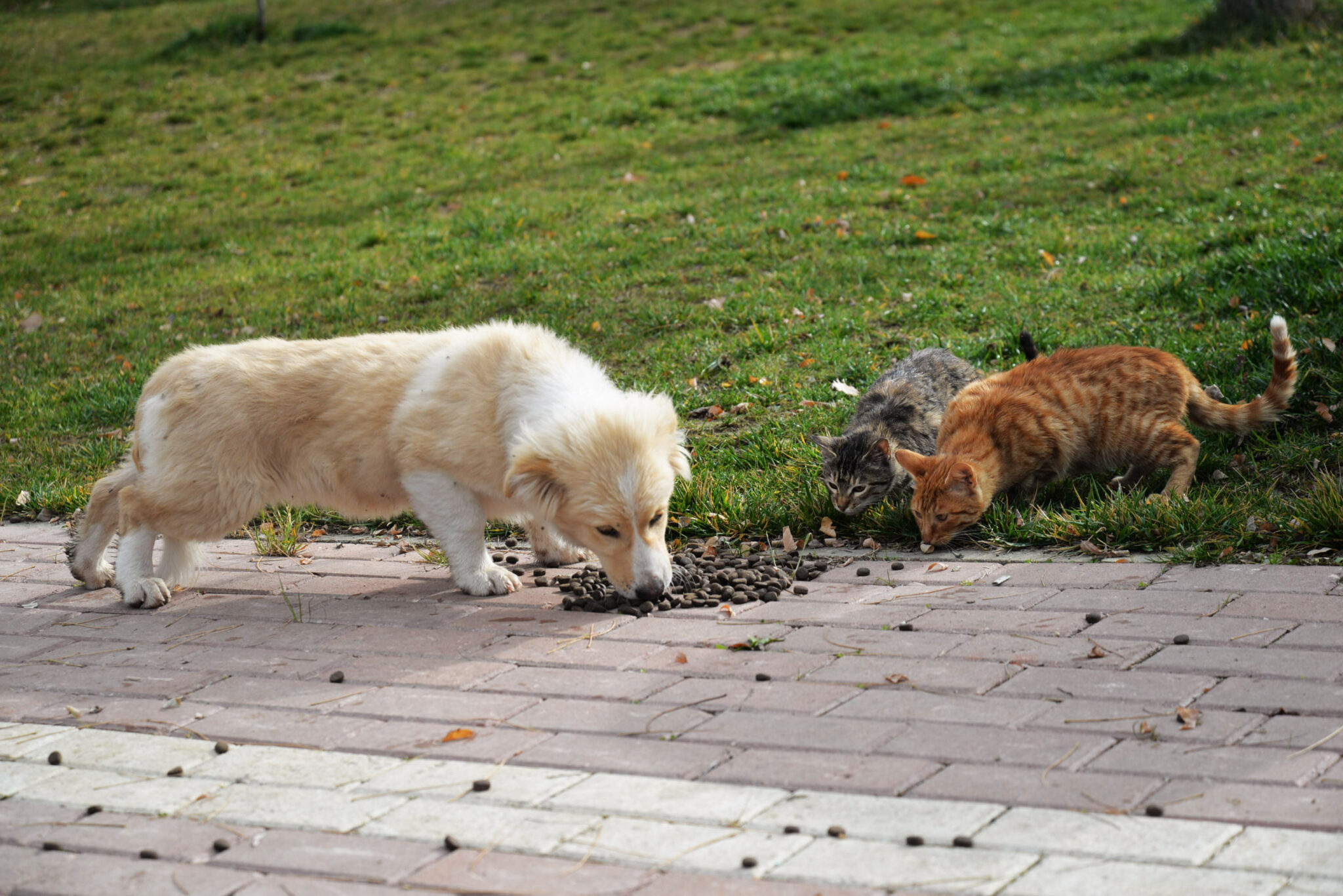 Sokak Hayvanları İçin Nasıl Yardım Edebilirsiniz? Yeni Nesil Zarif