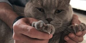 Kedi Tırmalamasına Ne Yapılır
