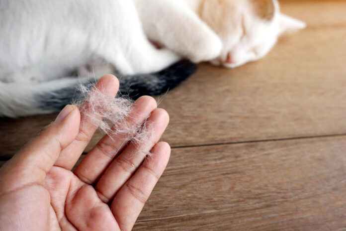 Kedi Tüyü Dökülmesi Nasıl Önlenir