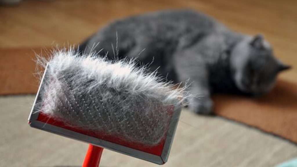 Kedi Tüyü Dökülmesi Nasıl Önlenir? Yeni Nesil Zarif