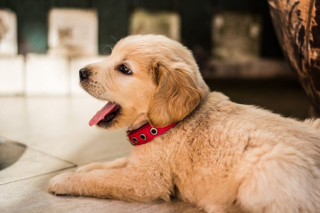 1 Aylık Yavru Köpek Ne Yer Yeni Nesil Zarif