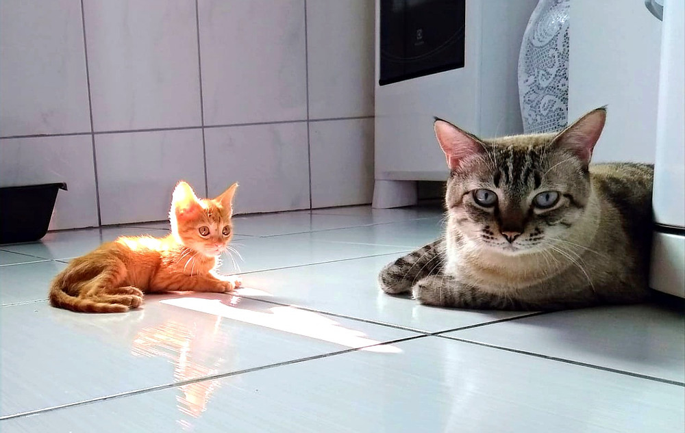 Kedi Yavrusunu Neden Yer? Yeni Nesil Zarif